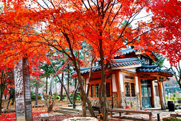 Địa Điểm Đẹp Nhất Vào Mùa Thu Ở Hàn Quốc Bạn Nên Ghé Thăm