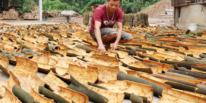 Người dân Yên Bái ổn định thu nhập nhờ bóc vỏ cây quế