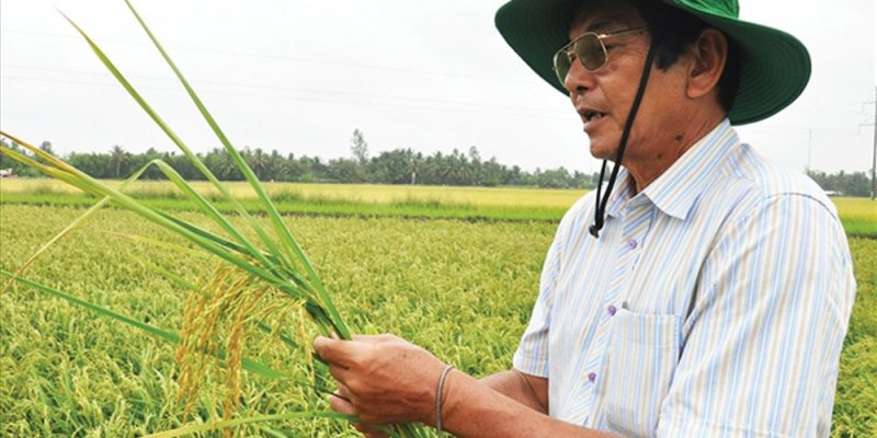 Nông nghiệp Việt Nam tự hào gạo ST25 ngon bậc nhất thế giới