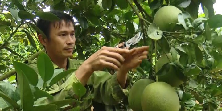 Phát triển kinh tế bằng phương pháp đẩy mạnh trồng bưởi Tân Triều