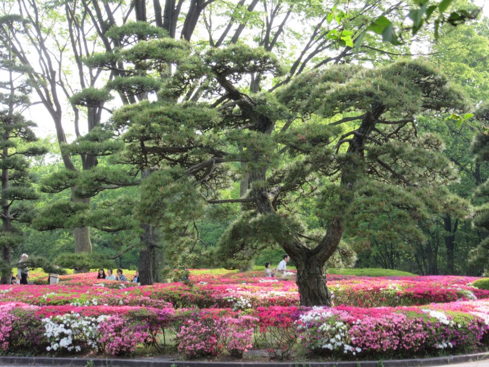 Top những địa điểm tuyệt vời ghé thăm vào mùa thu ở Nhật Bản- Khu vườn Hoàng gia phía Đông